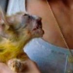 verdens-styggeste-katt