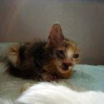 verdens-styggeste-katt1