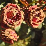 blomst2