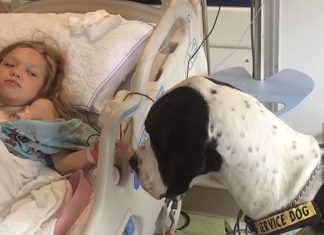 Takket være hunden George slipper Nella å sitte i rullestol.