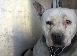 Hunden var lenket fast hele livet. Endelig får den hjelpen den fortjener!