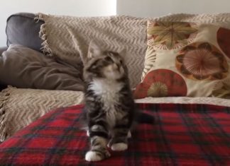 Se hva denne nydelige katten gjør når musikken starter. Helt utrolig!