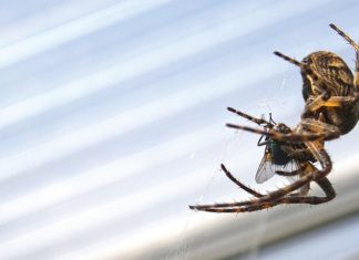 Forskere har en tydelig oppfordring: ikke slå ihjel edderkoppene.