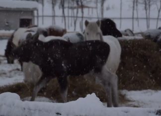 De sultne elgene stjeler først hestenes mat. Nå er de blitt bestevenner!