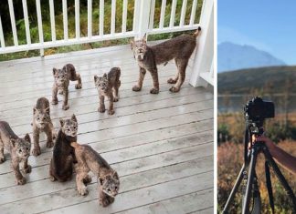 Tim våknet av noen uvanlige lyder på terrassen. Se det utrolige besøket!