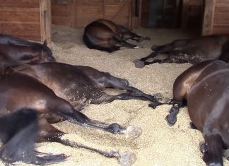 Heste-eier hørte merkelige lyder fra stallen- resultatet vil overraske deg.