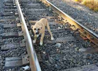 Han fant en hund fastbundet til en togskinne. Se hvordan det gikk.