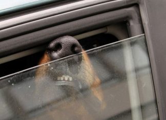 Eieren lot hunden vente i en glovarm bil, mens han selv tok et bad. Slik gikk det!