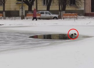 Hunden holder på å drukne i isvannet. Heldigvis kommer redningen!