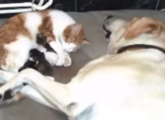 Denne hunden hjelper mammakatten med fødselen. Resultatet er utrolig søtt!