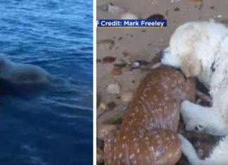 Hunden Storm reddet hjortekalven fra å drukne. Se den utrolige videoen!