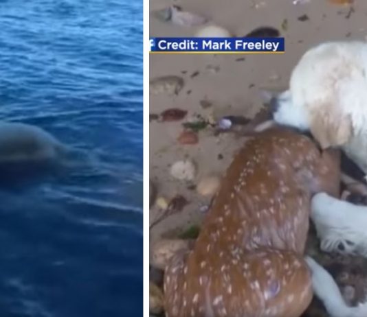 Hunden Storm reddet hjortekalven fra å drukne. Se den utrolige videoen!