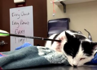 Veterinærene kaller katten et mirakel- ble skutt på med en pil tvers gjennom kroppen.
