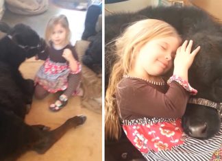 Jenta (5 år) sniker en ku inn i stua. Se hva som skjer!