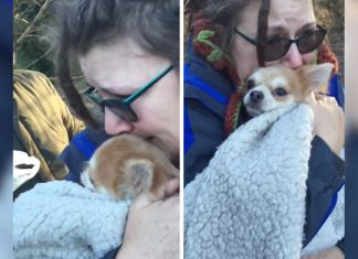 Se det rørende øyeblikket da eieren ble gjenforent med hunden som som ble borte i flere dager.