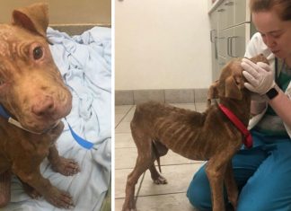 Valpen holdt på å sulte i hjel. Så kom redningen!