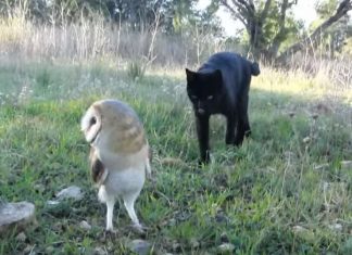 Katten sniker seg bak uglen, men det er ingen fare! For et fantastisk vennskap!