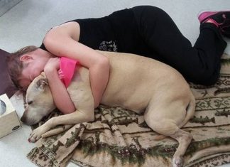 Veterinærens budskap: Vær tilstede de siste sekundene til hunden din!