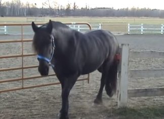Noen slapp stadig løs hestene. Så satt bonden opp et kamera og oppdaget dette!