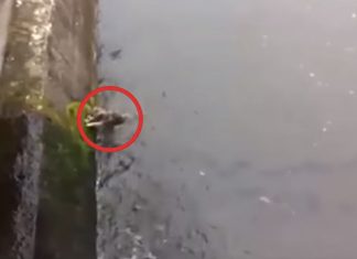 Hunden er fanget i vannet. Heldigvis dukker det opp en hverdagshelt!