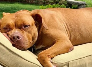 Hunden var lenket fast til et garasjegulv i 8 år! Endelig får hun livet hun fortjener!