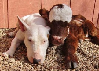 Disse kameratene viser at kjærlighet ikke har noen grenser!