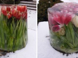 Slik kan du farge hagen med vinterblomster!