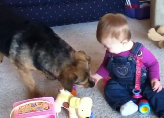 Hunden får frem barnets fantastiske latter. For et samspill!