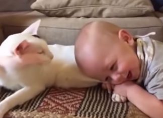 Se det rørende møte mellom adoptivkatten og familiens baby. Utrolig!