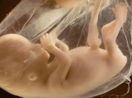 Filmklipp: Se den utrolige utviklingen. Fra unnfangelse til fødsel på 4 minutter!