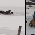 wapiti