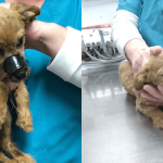 valpen-louie_forside